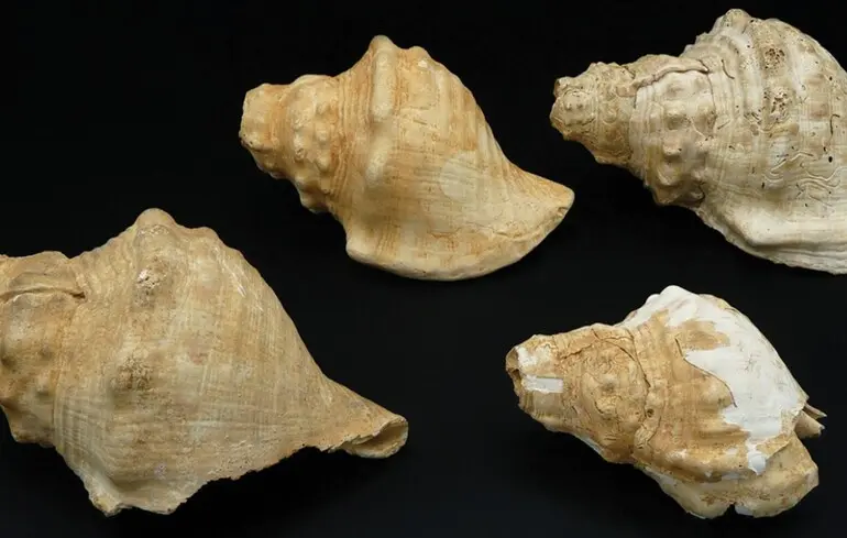 Як спілкувалися давні люди на відстані - вчені відтворили звук 6000-річних мушель, які могли бути сигнальними рогами - новини науки 1