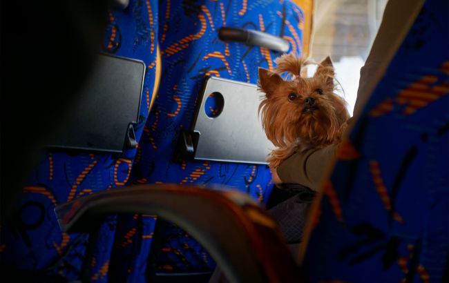 Як вивезти кота або собаку до ЄС - вимоги, документи та терміни 1