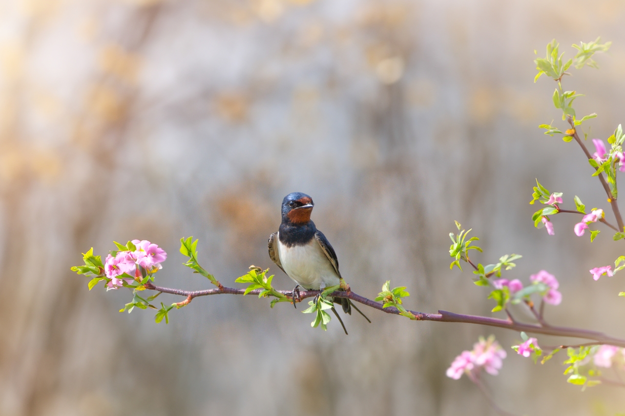 Міграція птахів - як випадкове відкриття спростувало міфи 2