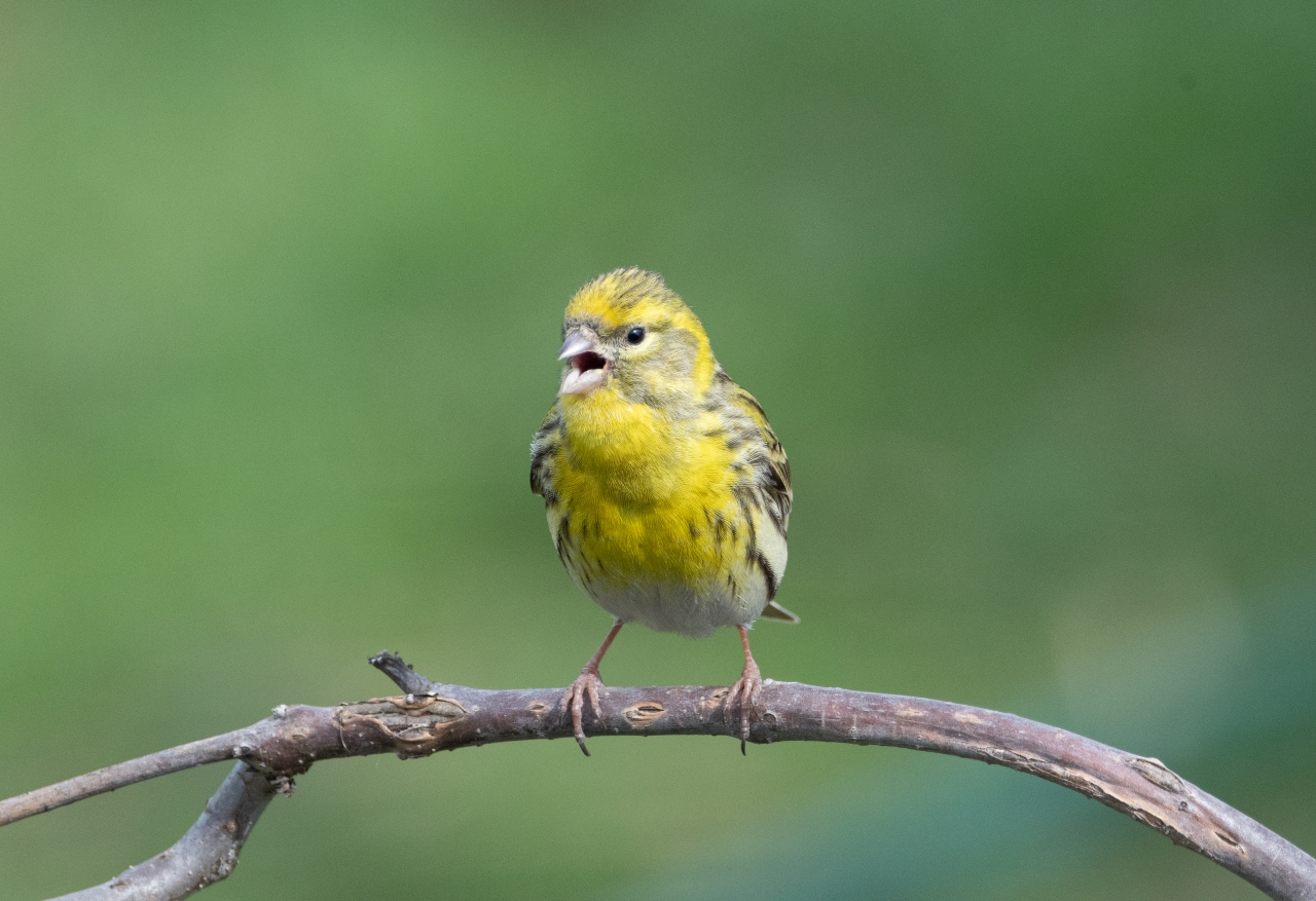Міграція птахів - як випадкове відкриття спростувало міфи 4