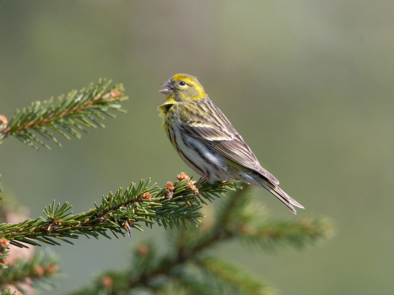 Міграція птахів - як випадкове відкриття спростувало міфи 3