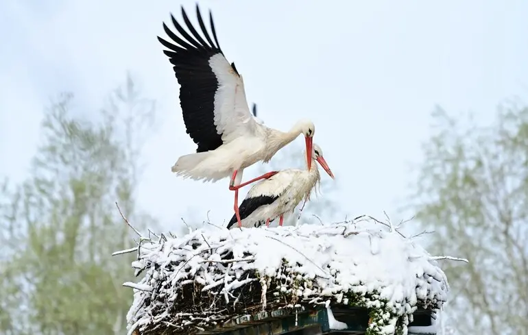 Міграція птахів - як випадкове відкриття спростувало міфи 1