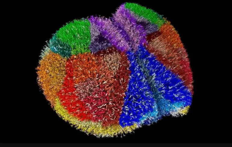 Найдетальніша симуляція мозку - вчені створили неймовірно точну копію мозку миші - фото, відео 1