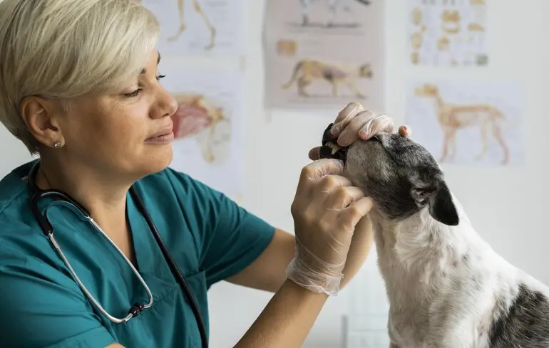 Нова кліщова хвороба у собак - що знайшли вчені, чим вона небезпечна 1