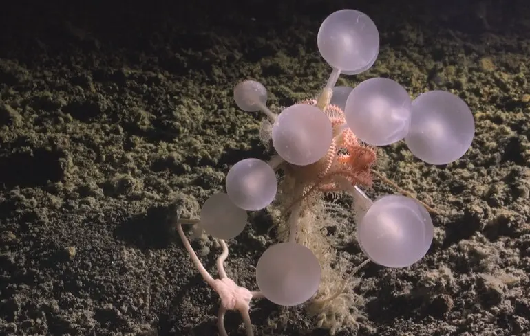 Новий вид губок - вчені знайшли біля берегів Антарктиди новий вид м'ясоїдних губок - фото 1