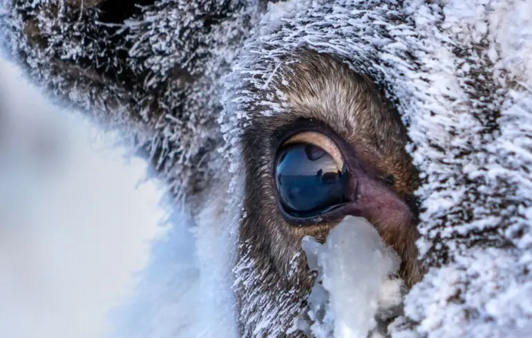 Очі північних оленів змінюють колір - коли це відбувається - навіщо це потрібно 1