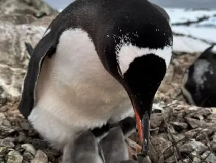 Перші пінгвіни народилися біля станції Академіка Вернадського - на Галіндезі сезон вилуплення почався раніше, ніж зазвичай - новини науки 2