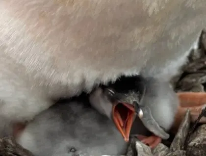 Перші пінгвіни народилися біля станції Академіка Вернадського - на Галіндезі сезон вилуплення почався раніше, ніж зазвичай - новини науки 1