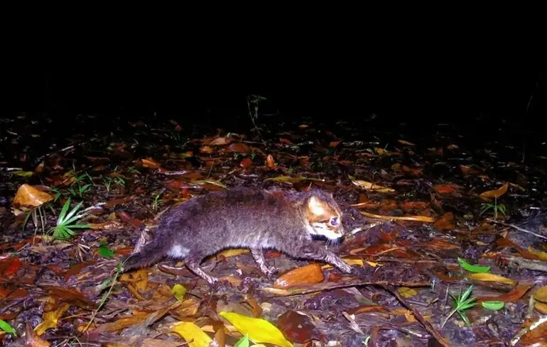 Плоскоголовий кіт у Таїланді - тварину помітили в країні вперше за 30 років - фото 1