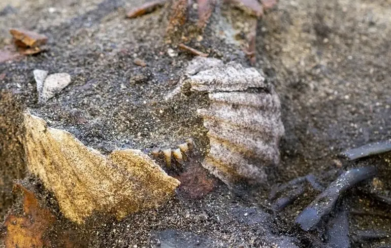 Поховання жінки з мушлями морських гребінців - учені знайшли незвичайну могилу в Норвегії 1