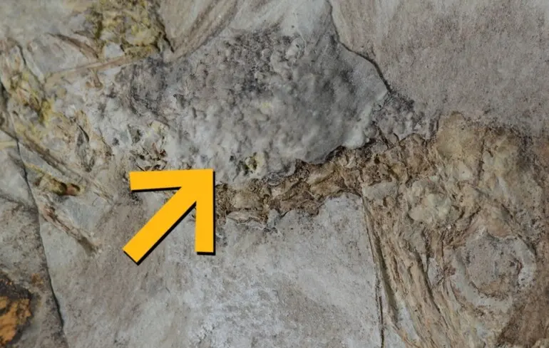 Птах із 800 камінцями в горлі - вчені знайшли незвичайні рештки - чому так сталося 1