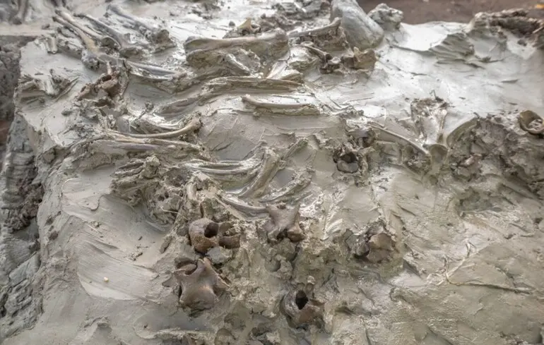 Ритуальне поховання собаки з кинджалом - унікальна знахідка кам’яної доби у Швеції - новини науки 1