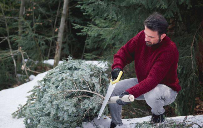 Штрафи за ялинку - які суми передбачені за незаконний зруб 1