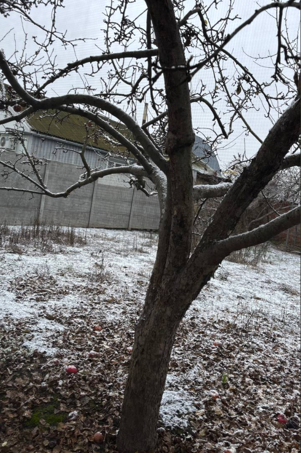 Сніг в Україні сьогодні 9 грудня помітили у різних областях - прогноз погоди 7