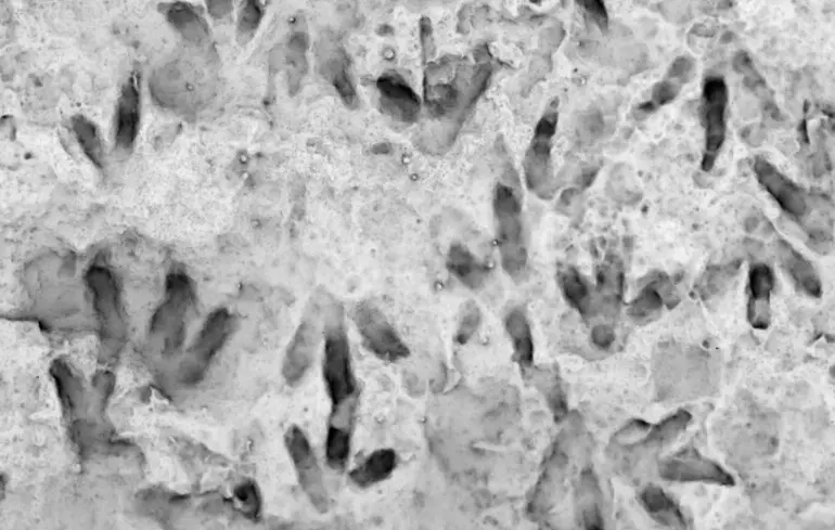 Тисячі слідів динозаврів виявили поблизу місця проведення Олімпійських ігор 2026 - знахідка в Нацпарку Стельвіо стала найбільшою - новини науки 1