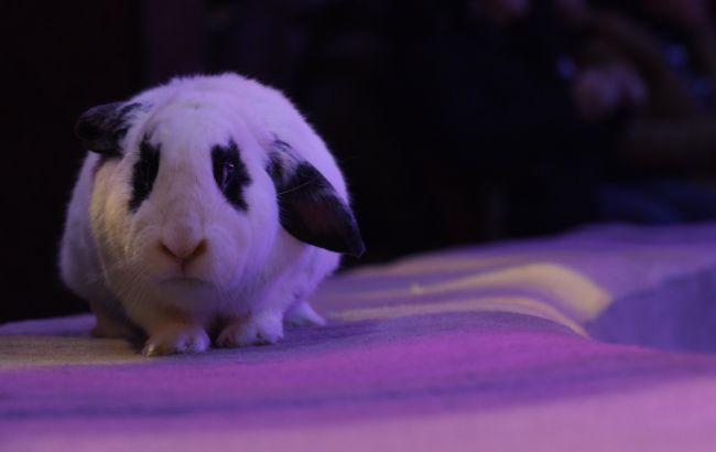 Тварини в Національному цирку України - чому їх досі залучають до вистав 1