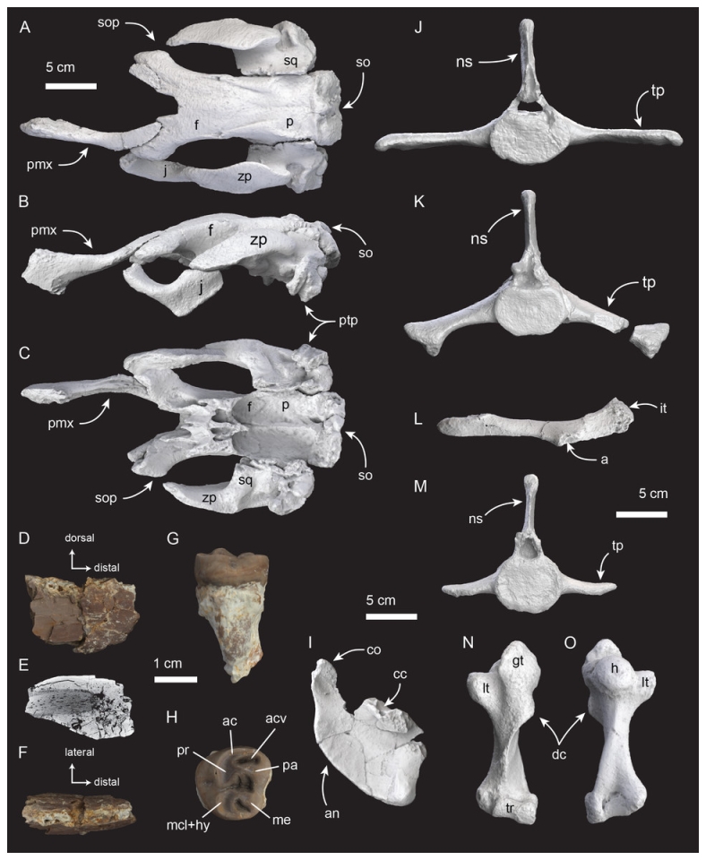 У Катарі знайдено новий вид морських корів - скам’янілості розкрили еволюцію екосистем Перської затоки - новини науки 2