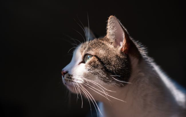 У Київській області виявили 51 загиблу тварину у приватній перетримці - поліція відкрила кримінальне провадження 1