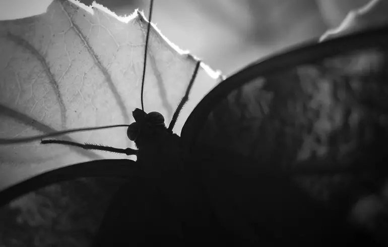 У лондонському музеї відкрили дев’ять нових видів метеликів - знахідки десятиліттями зберігалися в колекції - новини науки 1