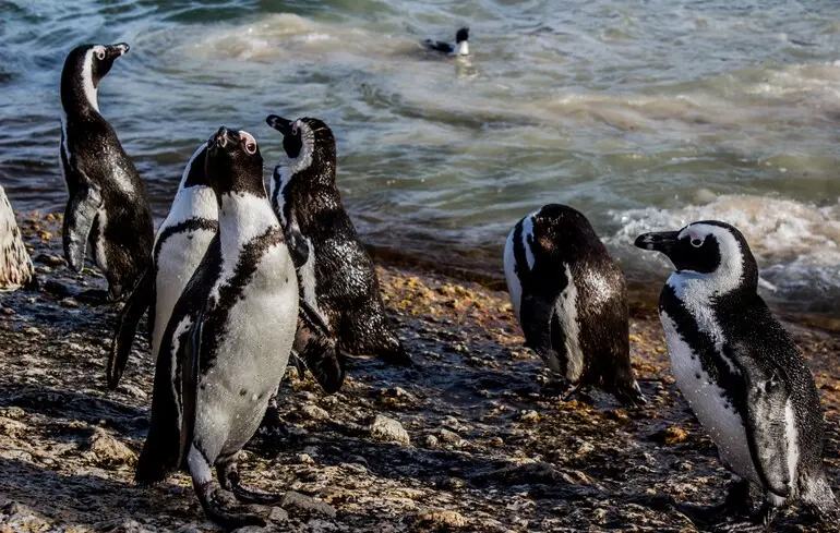 У Південній Африці загинуло 62 тисячі пінгвінів - учені розповіли, що сталося 1