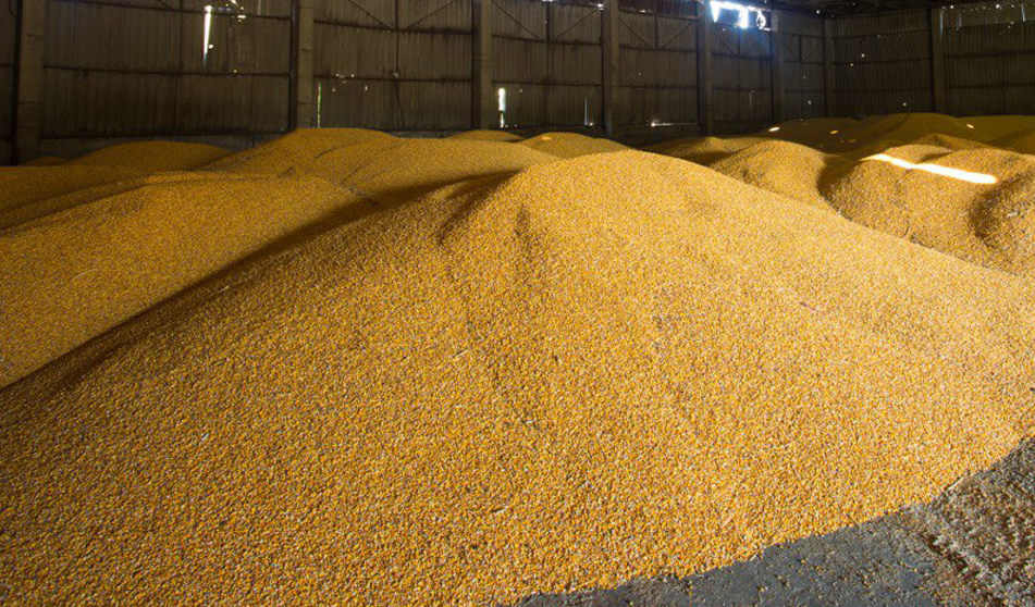 Україна в 2025 році зібрала 57,6 млн тонн зернових 1