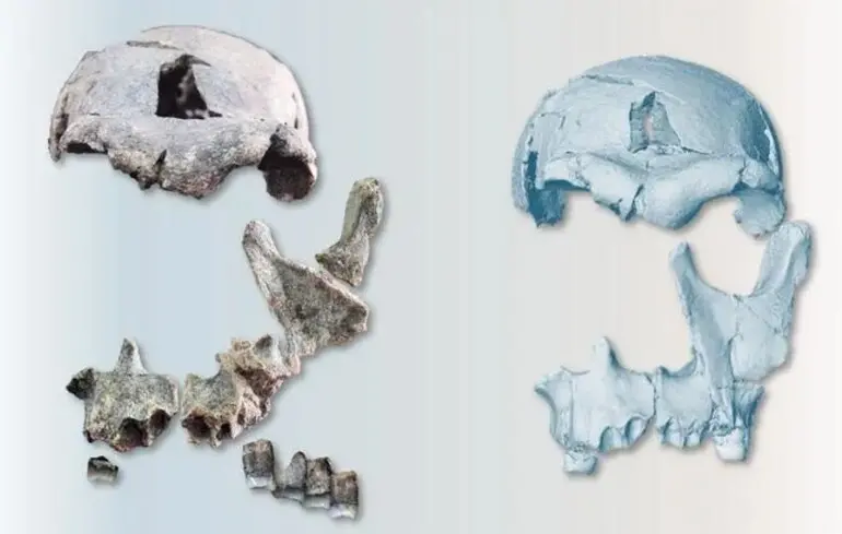 Вчені відтворили обличчя Homo erectus - чим воно їх здивувало - чому це важливо 1