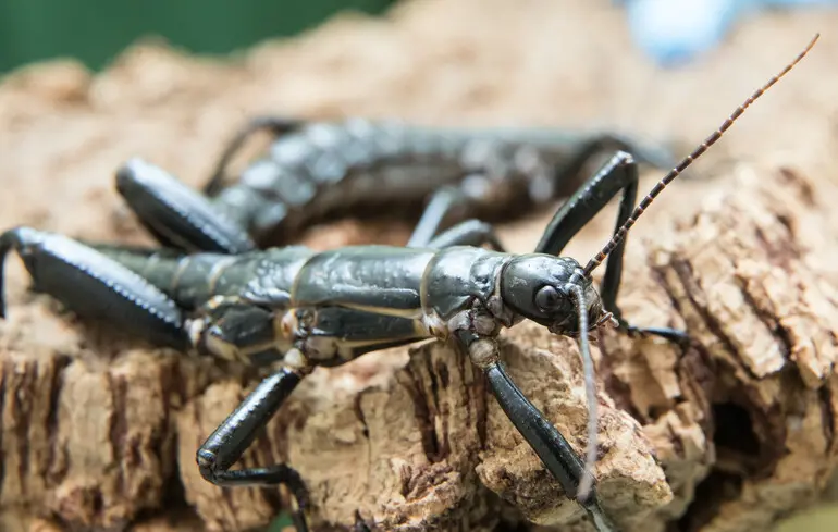 Вимерла комаха повернувся - рідкісного паличника австралійського знайшли на Піраміді Бола - новини науки 1