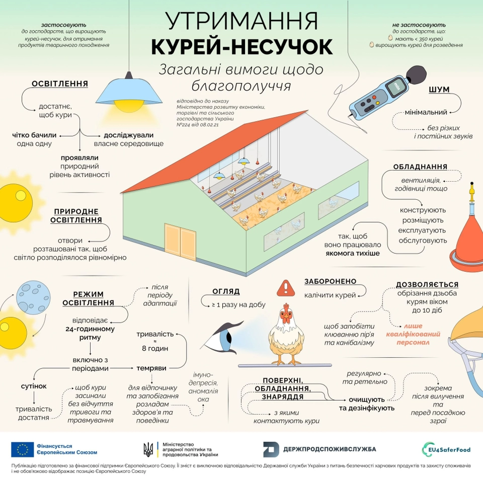 Через нові вимоги до благополуччя курей в Україні можуть подорожчати яйця 2