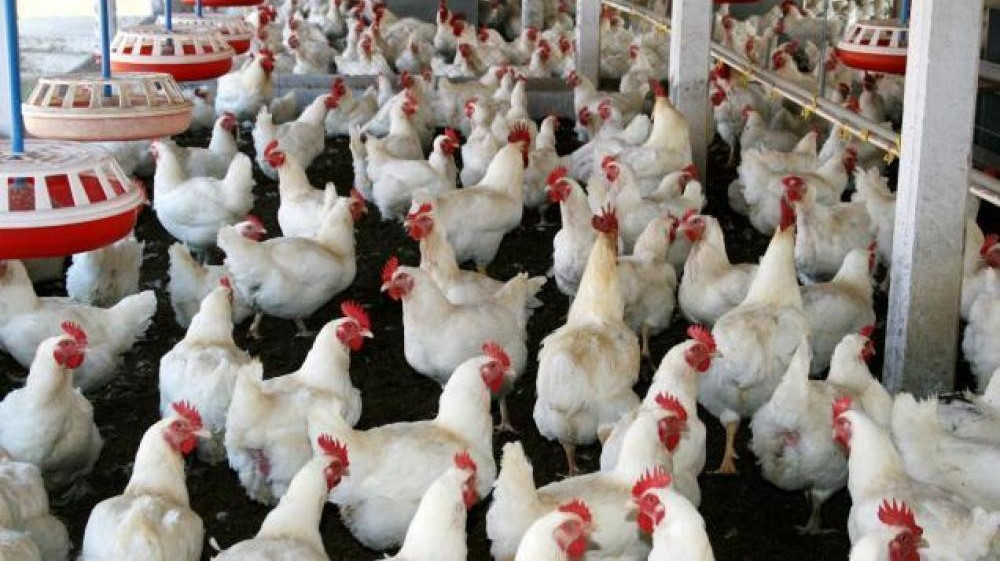 Через нові вимоги до благополуччя курей в Україні можуть подорожчати яйця 1