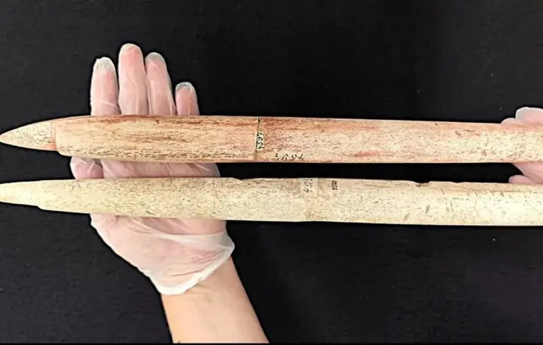 Гарпуни віком 5000 років розповіли про китобійний промисел у стародавній Бразилії 1