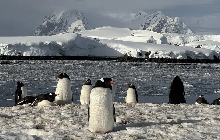 Як пінгвіни повертаються на суходіл - полярники продемонстрували відео зі станції Вернадський - новини світу 1