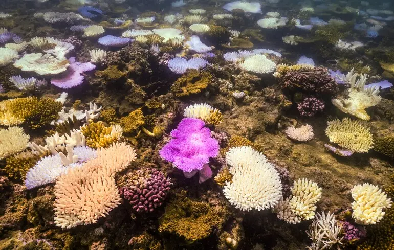 Коли клімат досягне точки неповернення - нові хвилі спеки все частіше загрожують кораловим екосистемам - новини науки 1