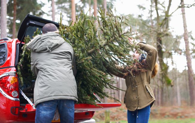 Коли прибирати живу і штучну ялинку в Україні - дати та народні прикмети 1