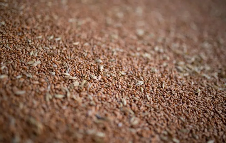 Морози та зниження курсу долара - пшениця дорожчає, але треба поспішати 1