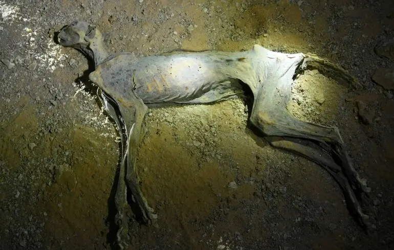 Мумії гепардів в Аравійській пустелі - вчені зробили несподіване відкриття - фото 1