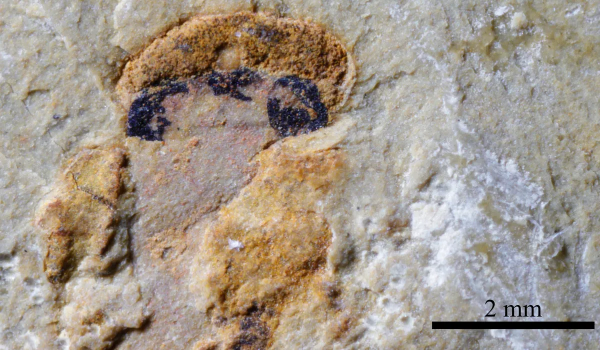 Найдавніші хребетні мали чотири ока - палеонтологи з’ясували, як істоти бачили світ 518 млн років тому - новини науки 2