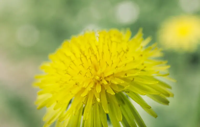 Польові квіти масово цвітуть взимку - новий тривожний індикатор потепління - новини світу 1