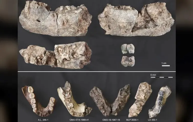 Щелепу людини-лускунчика знайшли в несподіваному місці - що з'ясували вчені 1