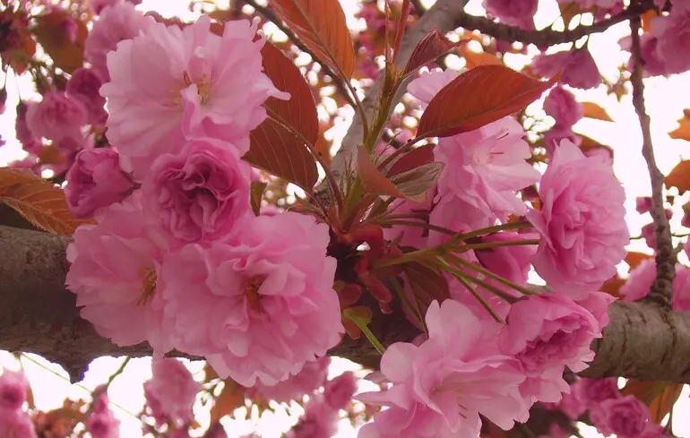 Фестиваль сакури скасували через натовпи туристів 1