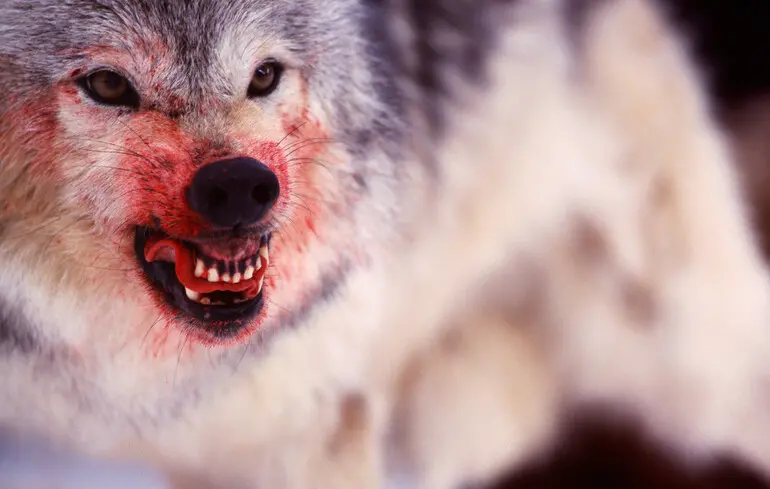 Кількість вовків в Україні надмірно зросла 1