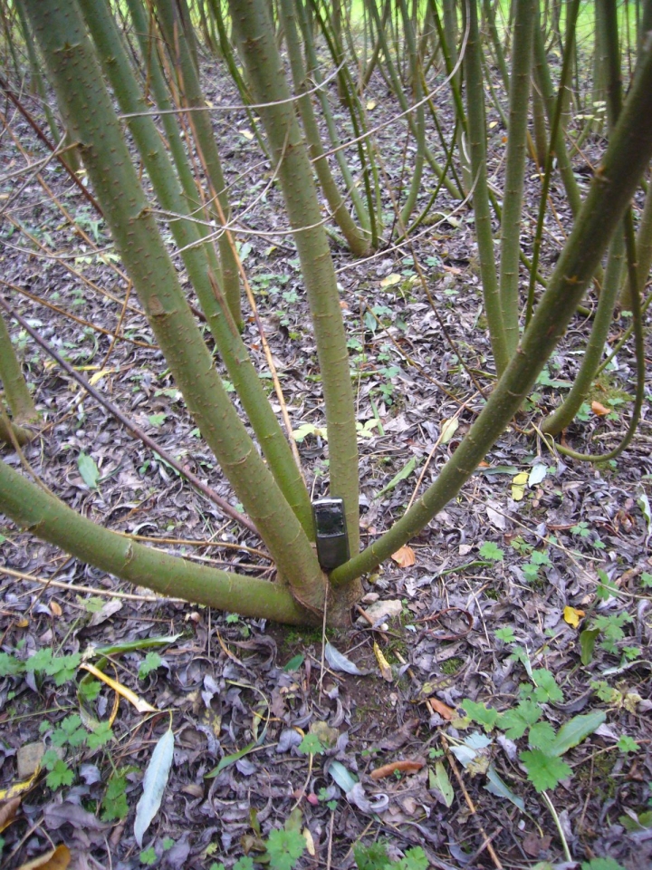 Опалення взимку можна брати з біопалива – як верба допомагає економити комунальним установам 4