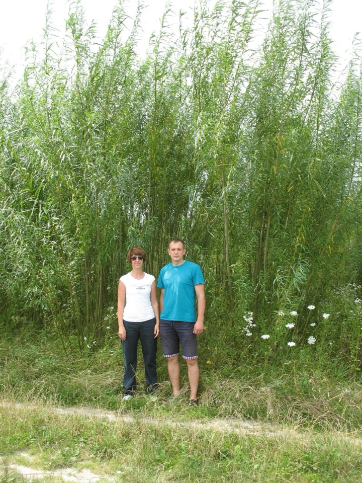 Опалення взимку можна брати з біопалива – як верба допомагає економити комунальним установам 6