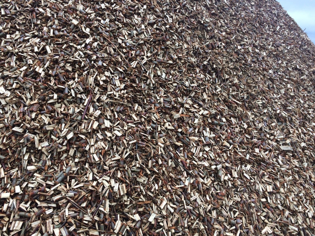 Опалення взимку можна брати з біопалива – як верба допомагає економити комунальним установам 5