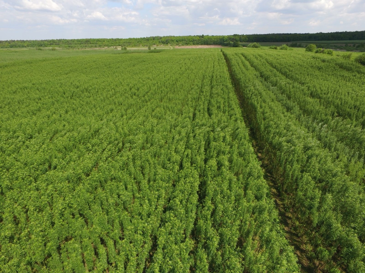 Опалення взимку можна брати з біопалива – як верба допомагає економити комунальним установам 3