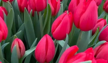 Продаж тюльпанів поштучно: як обрати ідеальну квітку 1