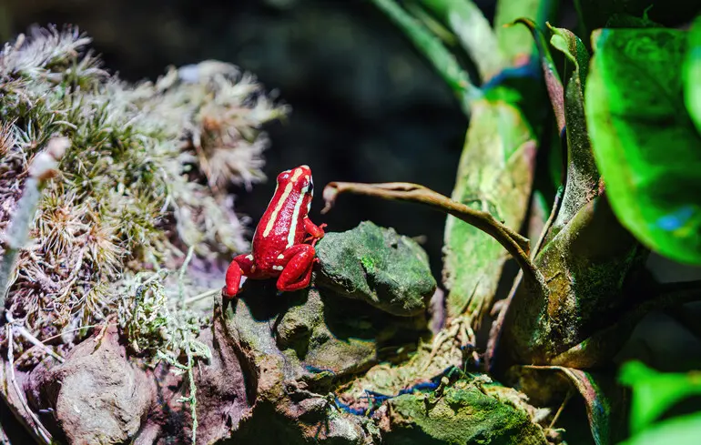 Що таке епібатидин, яким отруїли Навального – пояснення науковця 1
