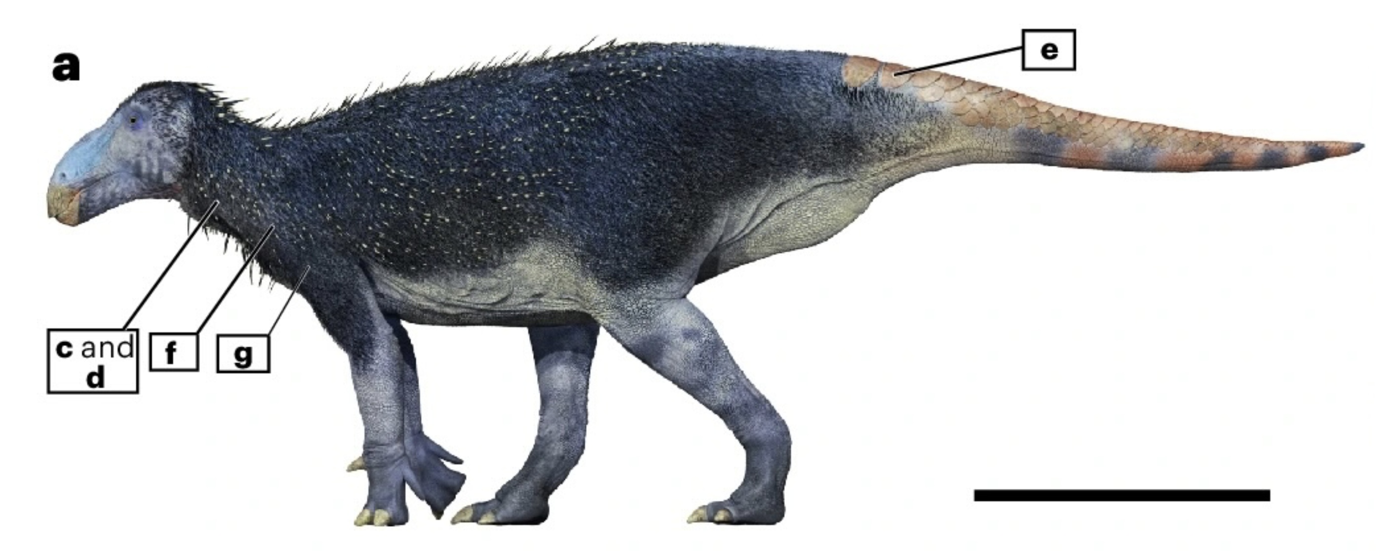 У Китаї виявили новий вид динозавра, і палеонтологи намагаються з'ясувати причини наявності колючок на його шкірі. 2