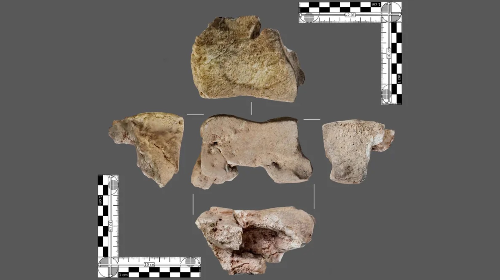 У війнах Ганнібала бойові слони відігравали важливу роль. Нещодавно вчені виявили слонячу кістку, яка має вік 2200 років, на території Іспанії. 2