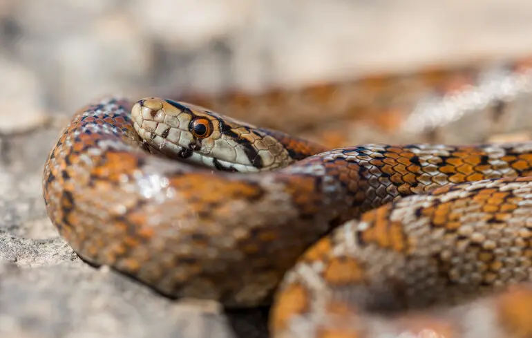 Змії-канібали виявляються досить поширеним явищем, і науковці пояснили причини цього явища. 1
