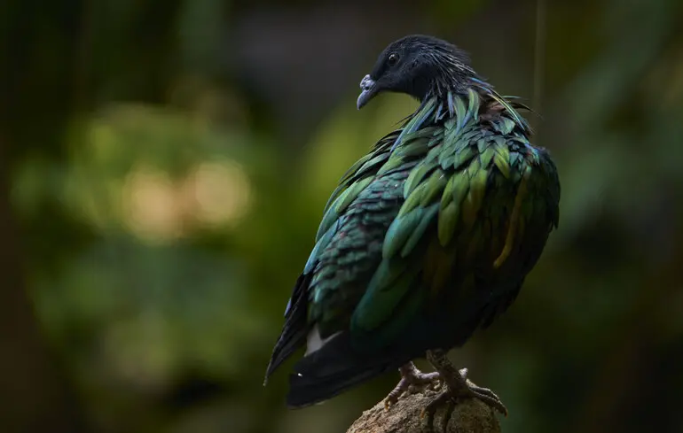 Зниклі види можуть бути відновлені завдяки замороженому генетичному матеріалу - компанія вже повернула до життя лютого вовка. 1